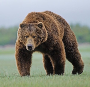 A male Kodiak bear has been known to weigh 800kg